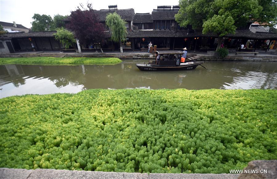 Rivière de Xitang : des algues douces pour purifier l'eau