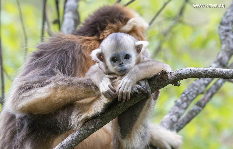 Le Centre de recherche de Shennongjia et ses singes d’or