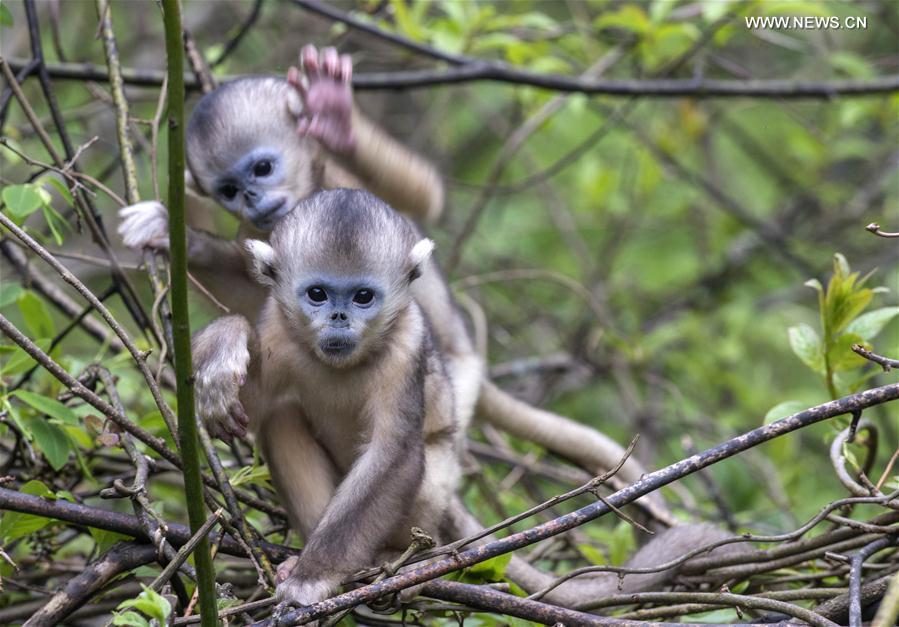 Le Centre de recherche de Shennongjia et ses singes d’or