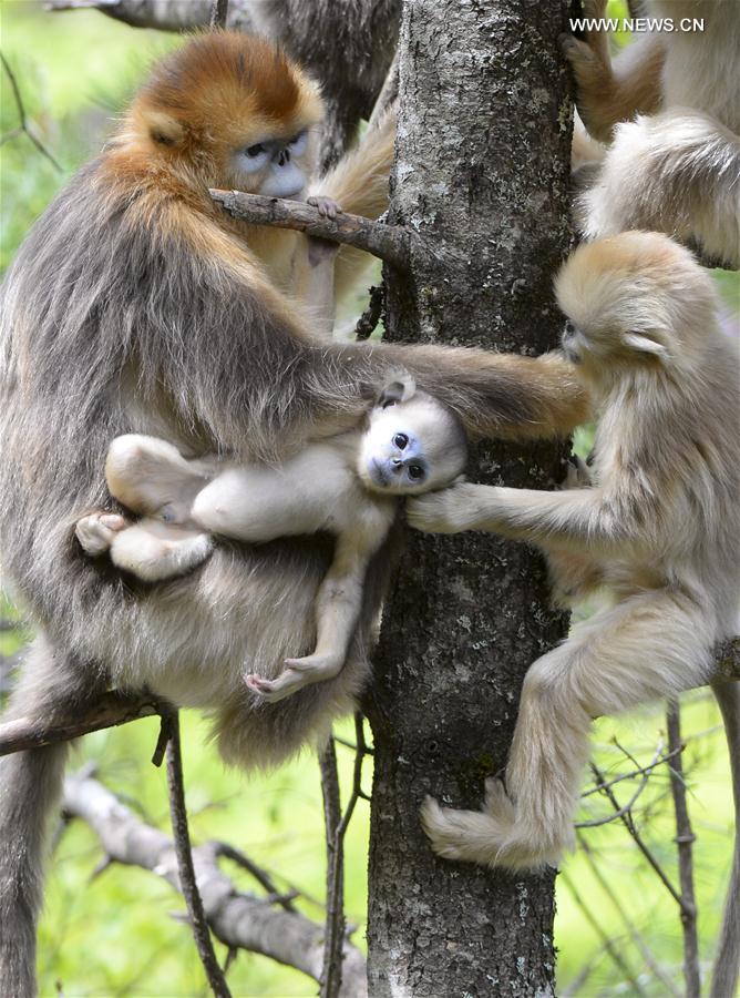 Le Centre de recherche de Shennongjia et ses singes d’or