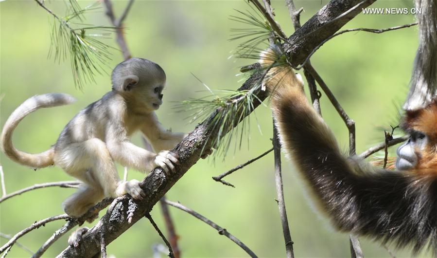 Le Centre de recherche de Shennongjia et ses singes d’or