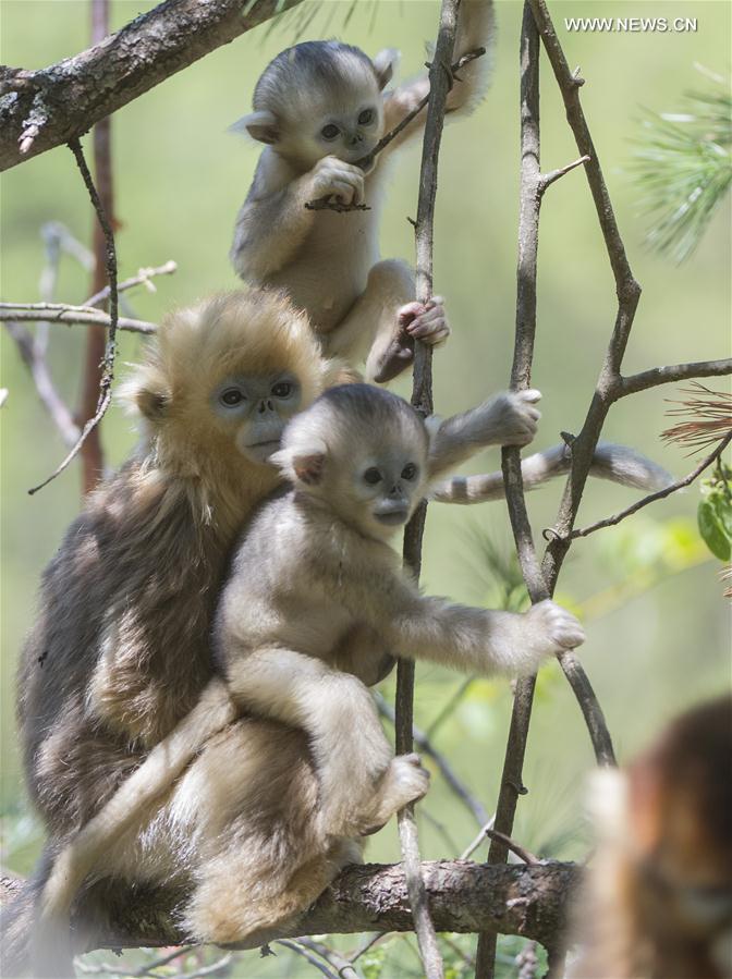 Le Centre de recherche de Shennongjia et ses singes d’or