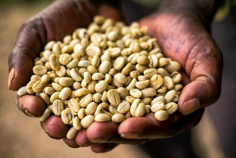 Les cultures de café menacées de disparition en éthiopie à cause du réchauffement climatique