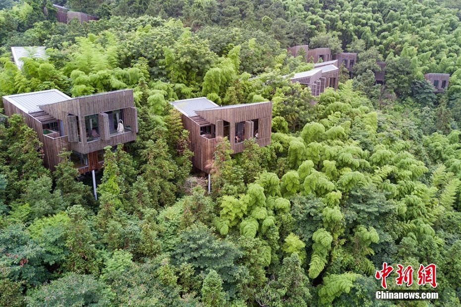 Liyang : sa forêt de bambous et ses maisons dans les arbres