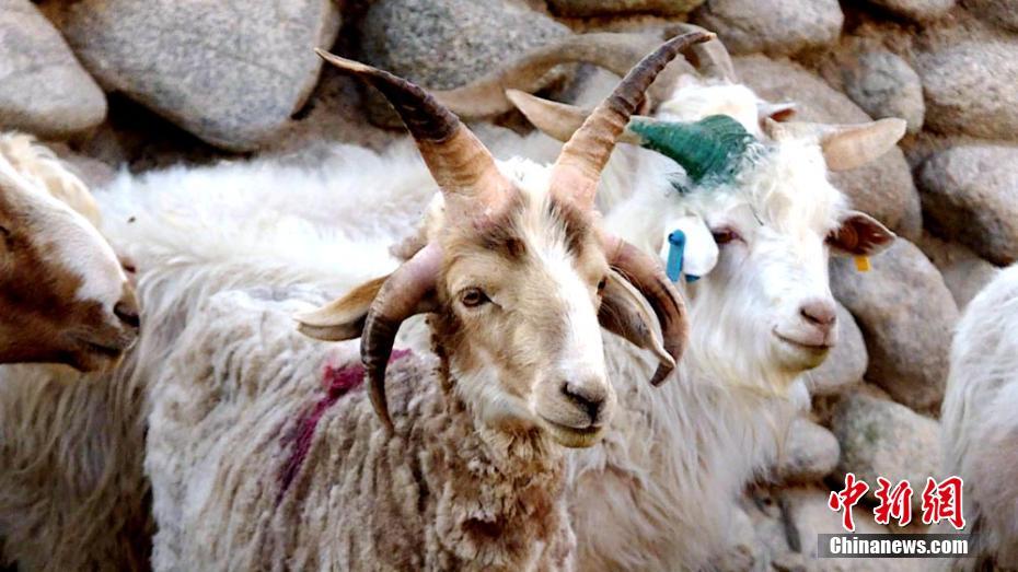 Un bélier à quatre cornes dans le Gansu 