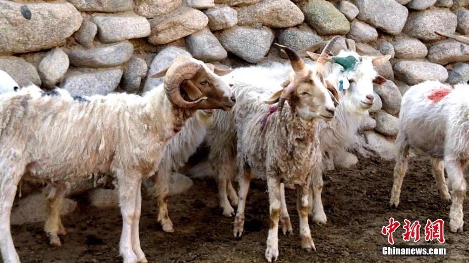 Un bélier à quatre cornes dans le Gansu 