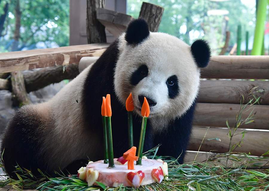 Le panda Meng Meng célèbre son 4e anniversaire au zoo de Berlin