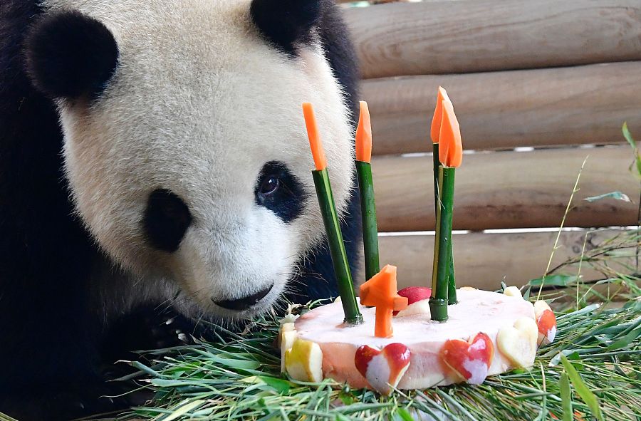 Le panda Meng Meng célèbre son 4e anniversaire au zoo de Berlin