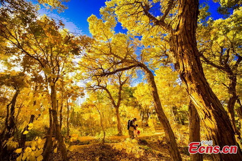 La forêt de peupliers du désert de Mogao aux couleurs de l'automne