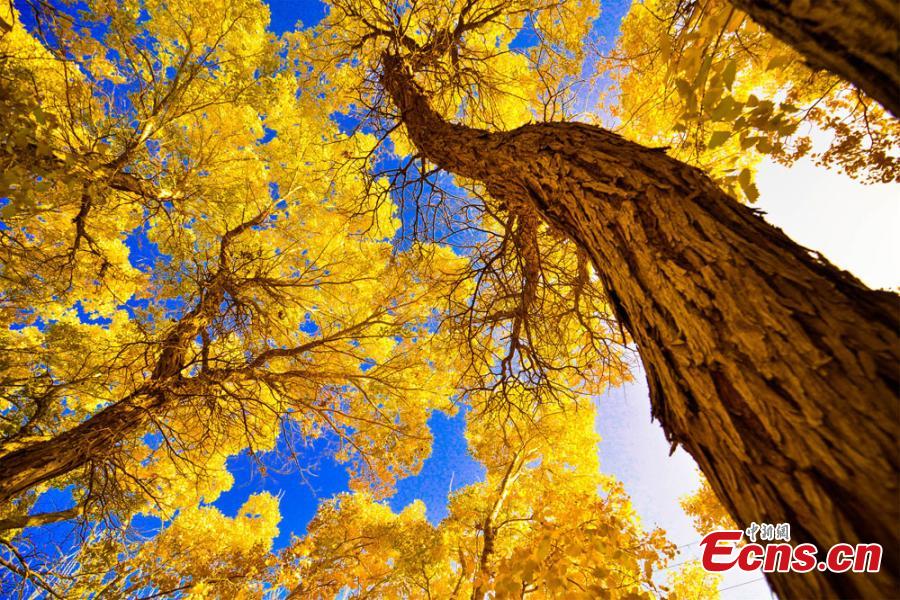 La forêt de peupliers du désert de Mogao aux couleurs de l'automne