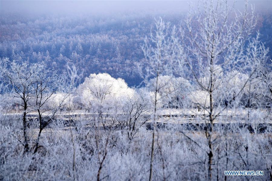 Paysage givré le long du fleuve Heilongjiang