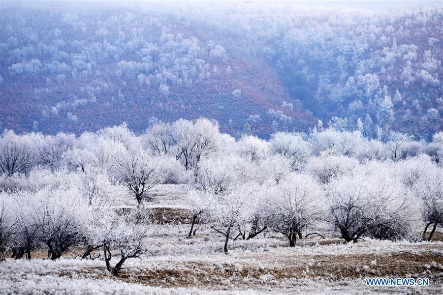 Paysage givré le long du fleuve Heilongjiang