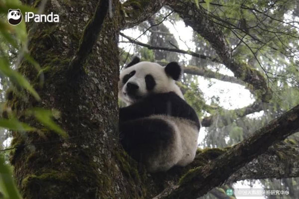 Sichuan : deux pandas retrouvent leur liberté