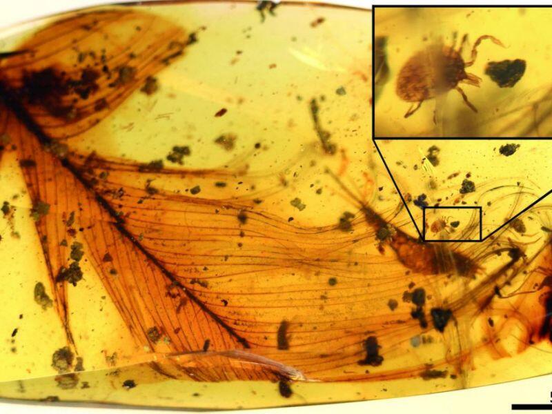 Exceptionnelle découverte de tiques fossilisées contenant du sang de dinosaure