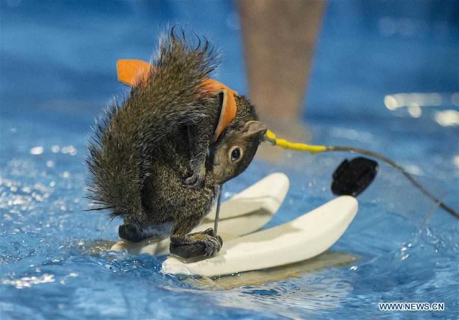 Quand un écureuil pratique le ski nautique