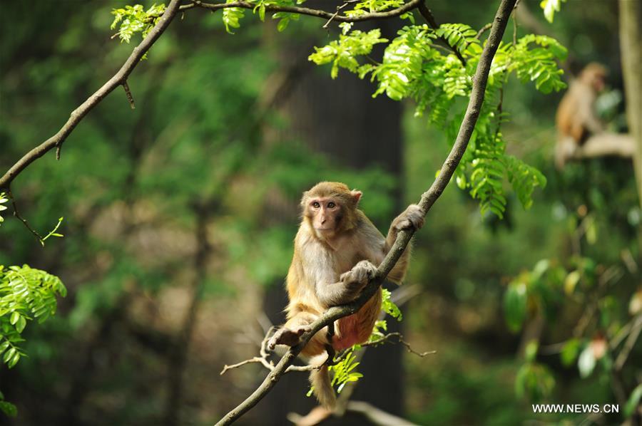 Des macaques jouent dans le parc Qianlingshan de Guiyang