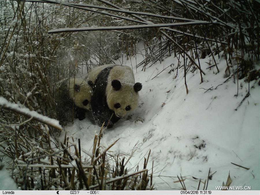 Une femelle panda géant et son petit pris en photo dans le nord-ouest de la Chine