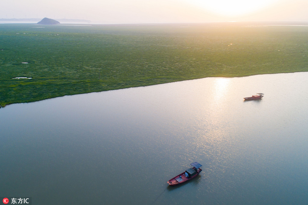 Vagues végétales et étendues vertes sur le lac Poyang