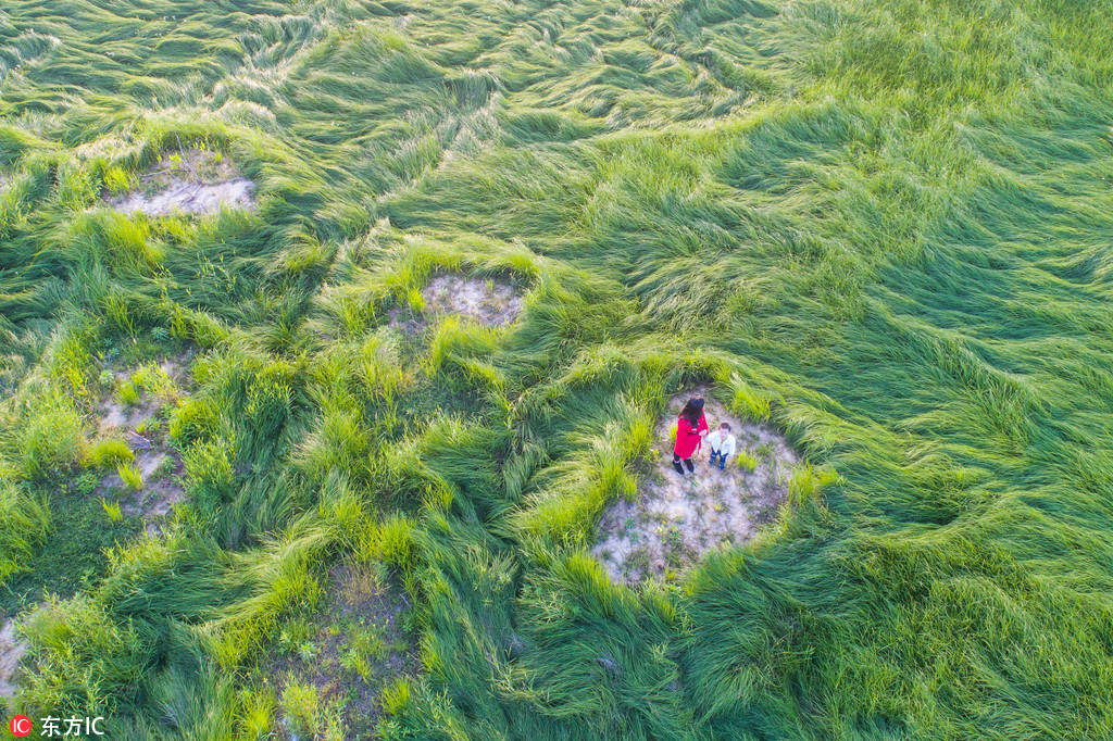 Vagues végétales et étendues vertes sur le lac Poyang