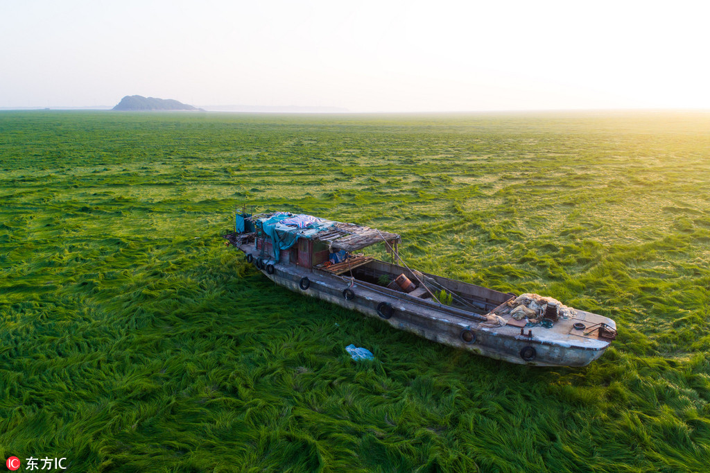 Vagues végétales et étendues vertes sur le lac Poyang