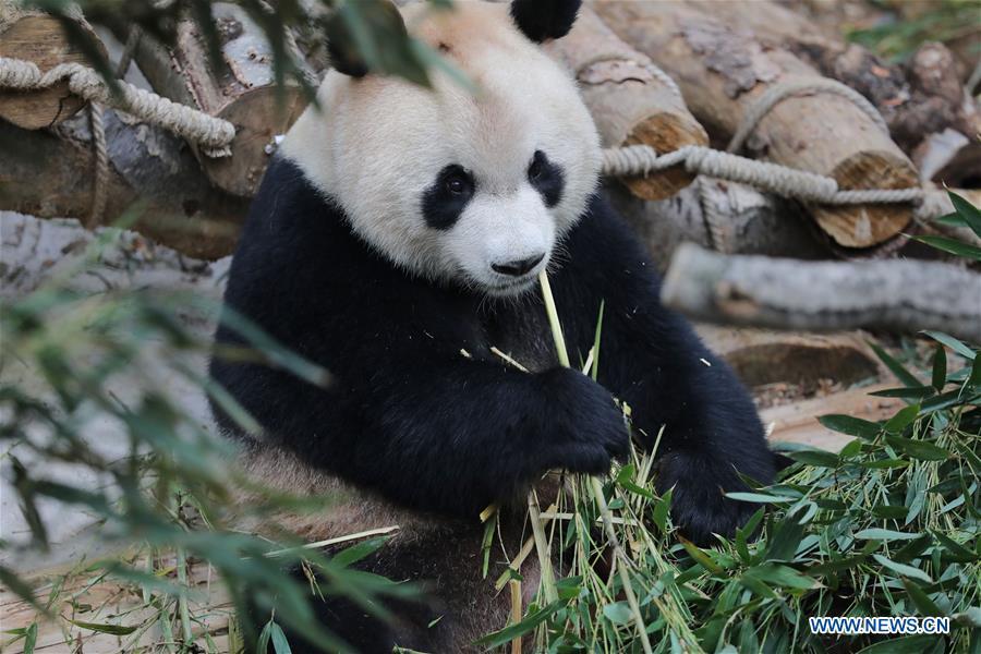 Deux pandas rentrés de l'étranger exposés au zoo de Guiyang