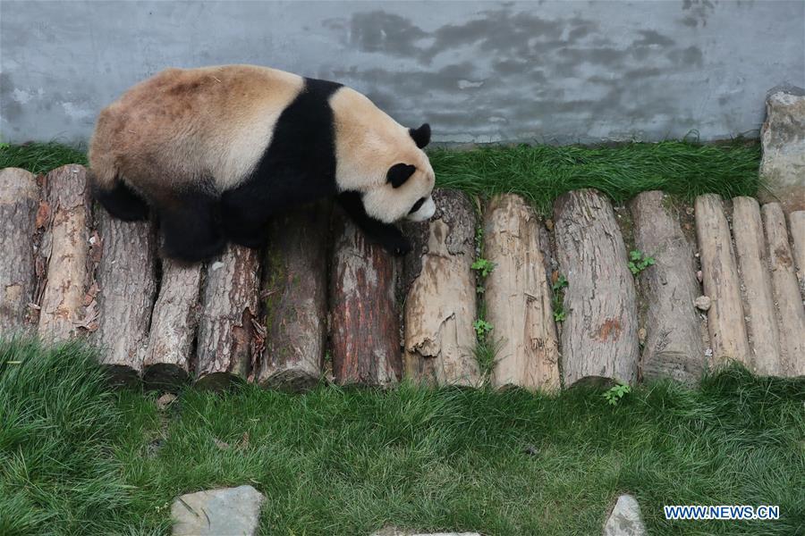 Deux pandas rentrés de l'étranger exposés au zoo de Guiyang