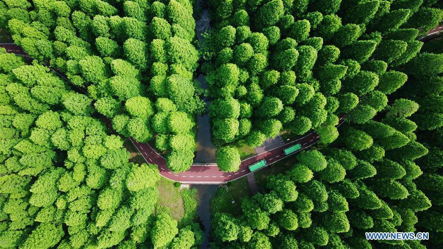 Le Parc forestier national de la mer Jaune de Dongtai vu du ciel