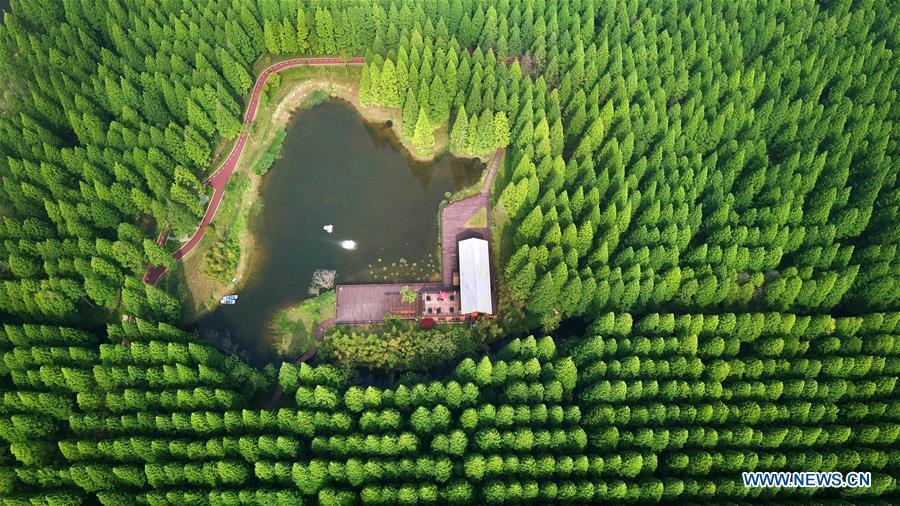 Le Parc forestier national de la mer Jaune de Dongtai vu du ciel