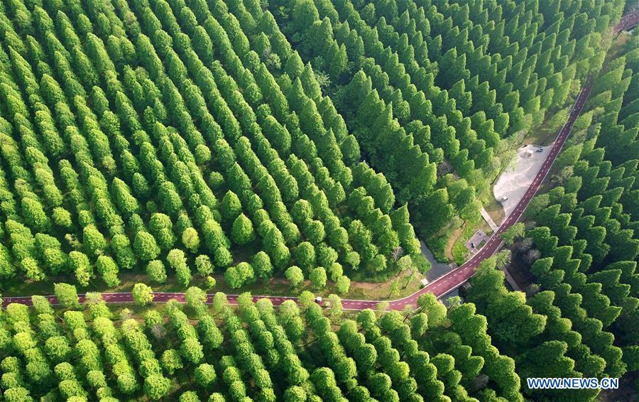 Le Parc forestier national de la mer Jaune de Dongtai vu du ciel