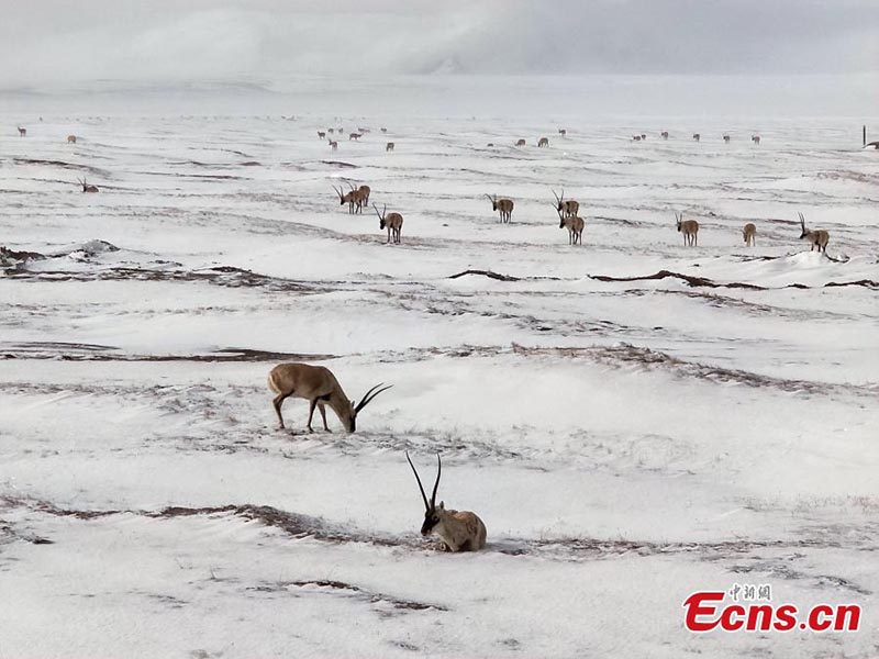 Hoh Xil : des antilopes du Tibet à la recherche de nourriture dans la neige