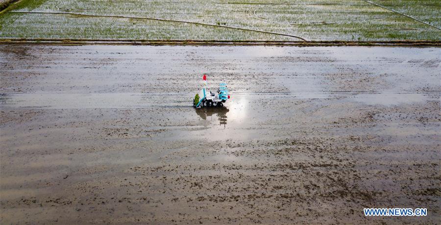 Chine : des machines sans pilote dans les rizières du Jiangsu