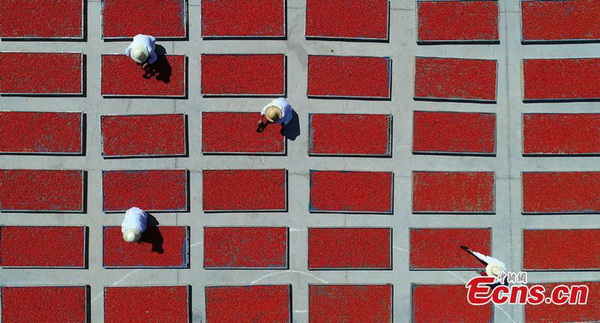 Gansu : c'est la saison de la récolte du goji à Zhangye