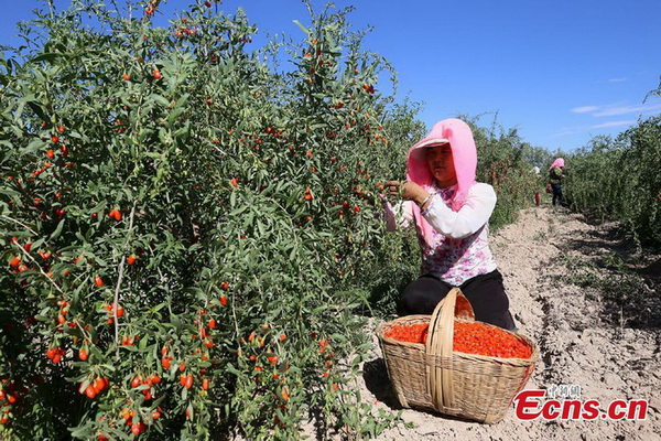 Gansu : c'est la saison de la récolte du goji à Zhangye