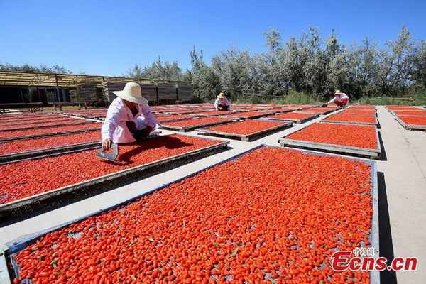 Gansu : c'est la saison de la récolte du goji à Zhangye