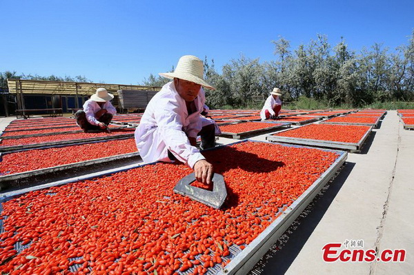 Gansu : c'est la saison de la récolte du goji à Zhangye