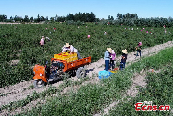 Gansu : c'est la saison de la récolte du goji à Zhangye