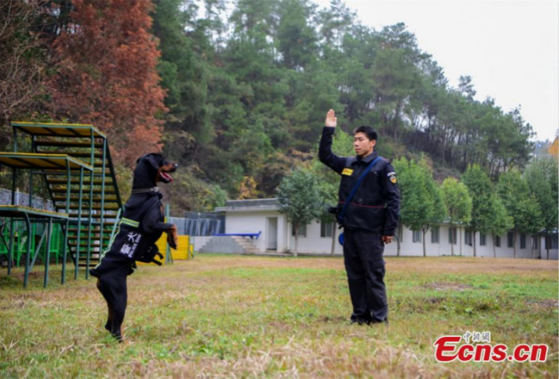 Gros plan sur des chiens policiers en formation