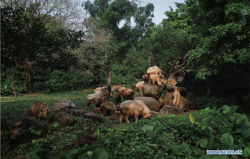 Guangzhou : 7 bébés takins dorés présentés au public au Chimelong Safari Park