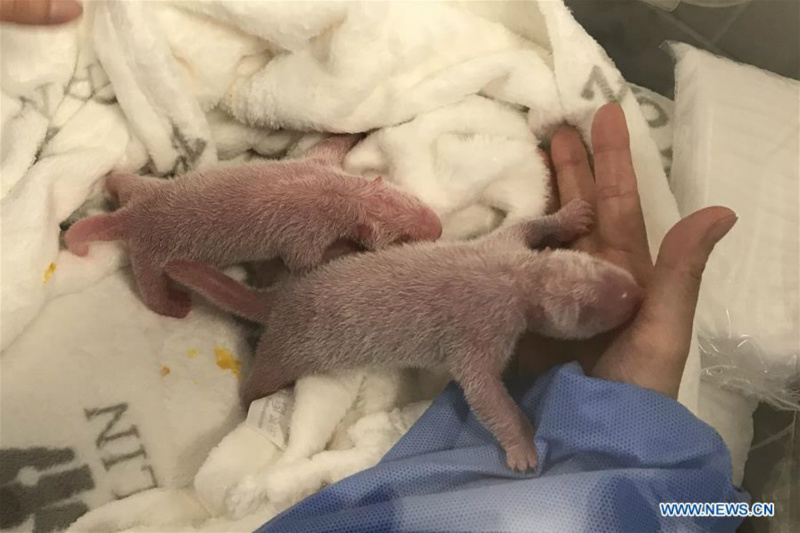 Allemagne : naissance de pandas jumeaux au Parc zoologique de Berlin