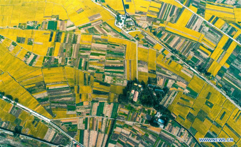 Paysage de rizières dans le nord de la Chine