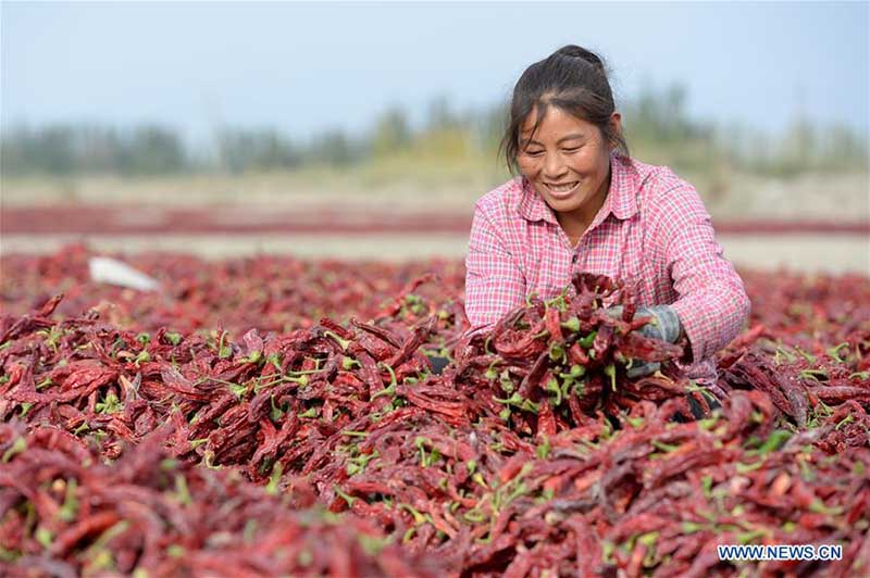 Chine : récolte de piments au Xinjiang