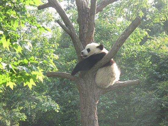 Jiangxi : l'élevage en liberté des pandas géants, c'est pour bient?t !