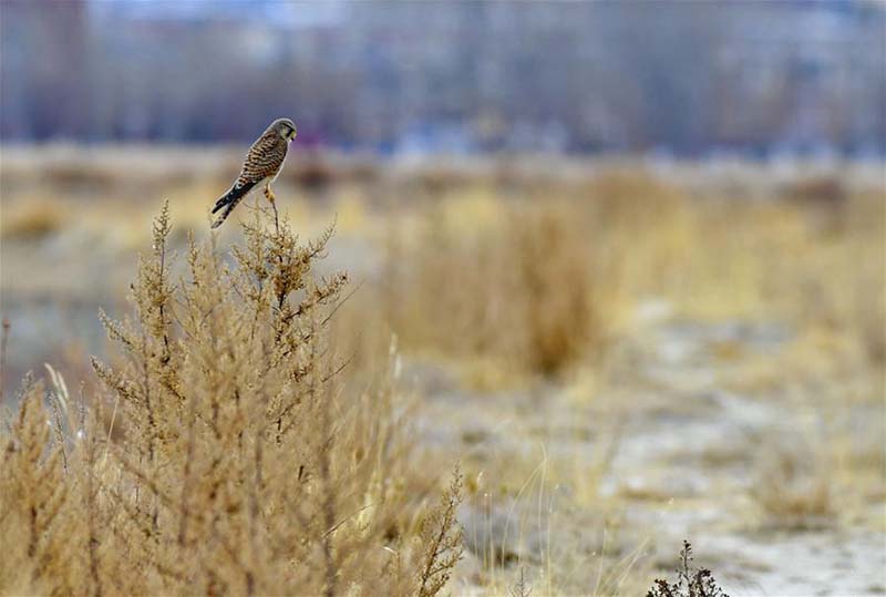 Les paysages de la zone humide de Lhalu, ? le poumon de Lhassa ??