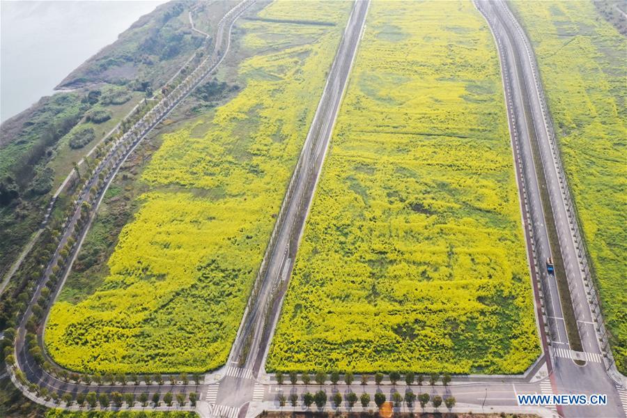 Chine: fleurs de colza à Chongqing