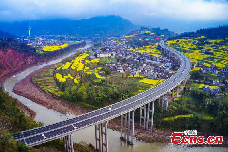 Les fleurs de colza en pleine floraison dans le Sichuan