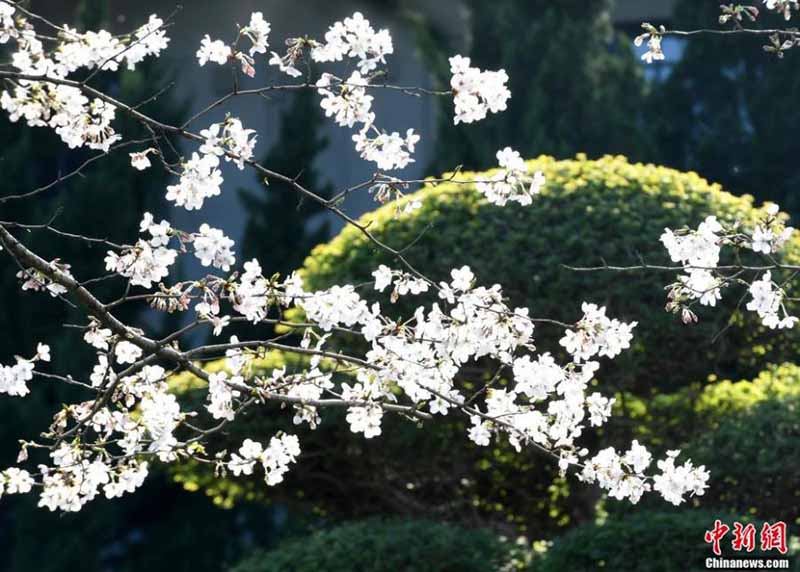 Les fleurs de cerisier de l'Université de Wuhan