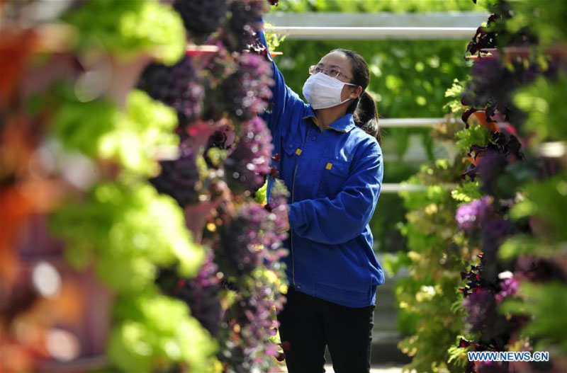 Le Hebei construit des zones agricoles modernes pour aider à augmenter les revenus des agriculteurs