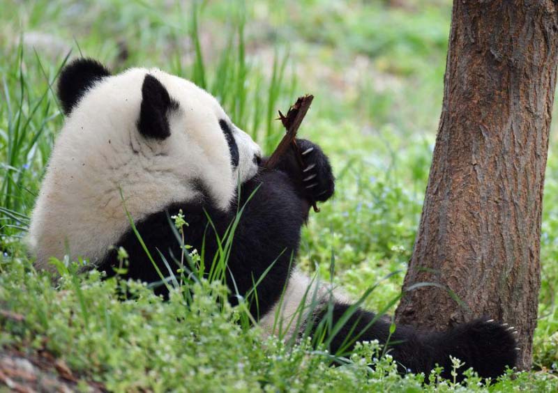 Un moment avec les petits d'un panda géant dans le Shaanxi