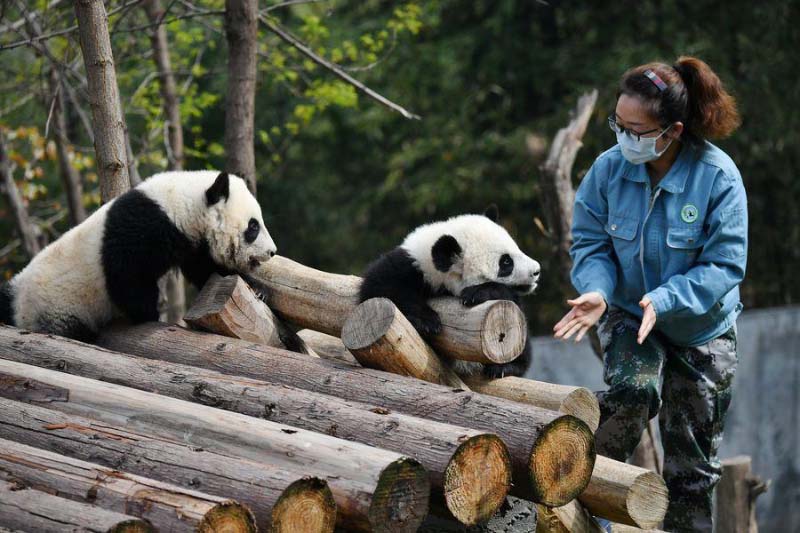 Un moment avec les petits d'un panda géant dans le Shaanxi