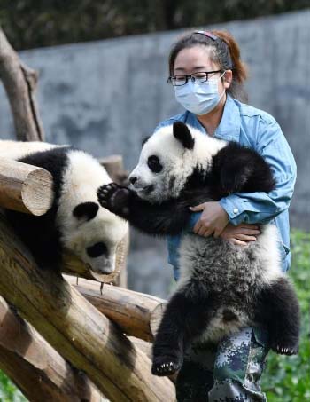 Un moment avec les petits d'un panda géant dans le Shaanxi